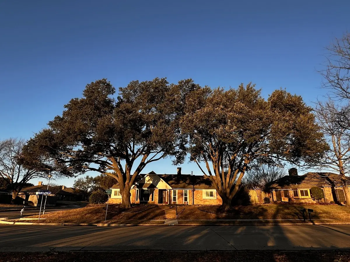 Established residential canopy tree shading a home in Missouri City